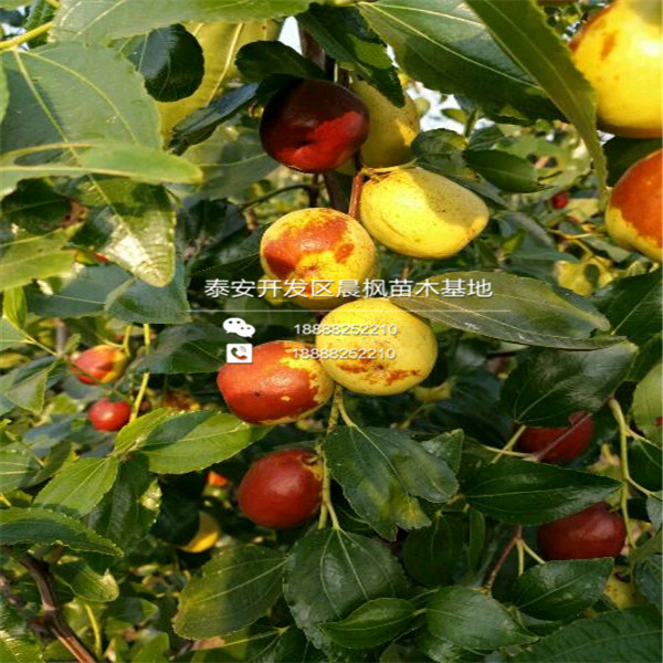 矮化紅瑪瑙石榴苗、矮化紅瑪瑙石榴苗出售基地