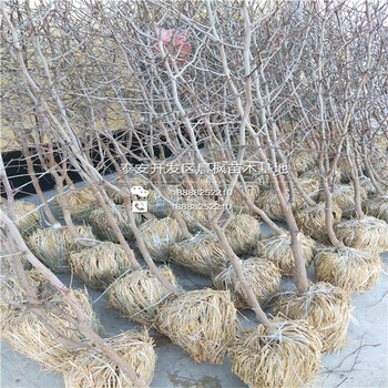哪里有賣甜棗樹苗、甜棗樹苗價格多少