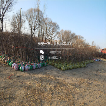 冬棗2號(hào)棗樹(shù)苗價(jià)格多少占地冬棗2號(hào)棗樹(shù)苗多少錢(qián)