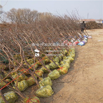 沾化冬棗二代棗樹苗批發(fā)價格、沾化冬棗二代棗樹苗基地