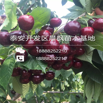價(jià)格優(yōu)惠的新世界蘋(píng)果苗、新世界蘋(píng)果苗多少錢(qián)一棵