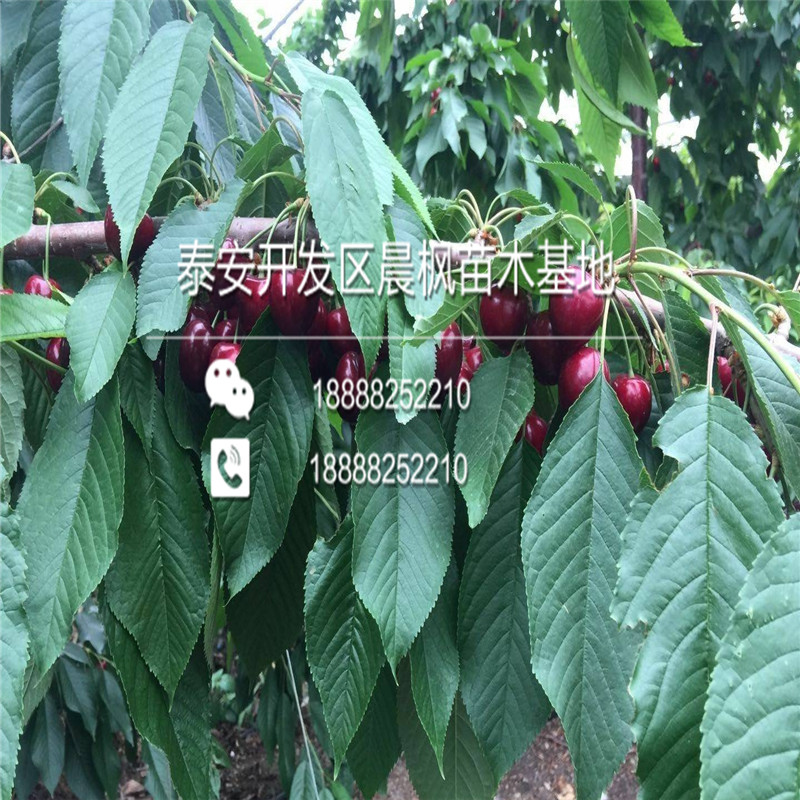 蜜梨梨樹苗病蟲害防治