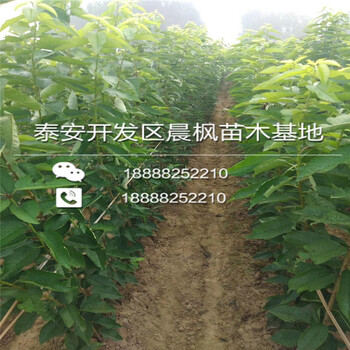 紅美人蘋(píng)果、紅美人蘋(píng)果樹(shù)苗