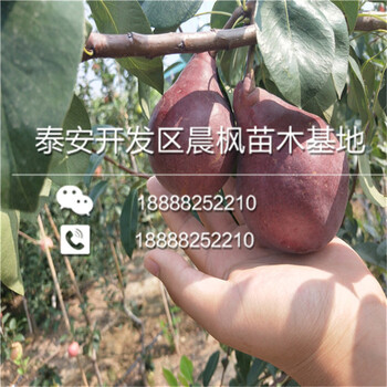 泰坦藍(lán)莓樹(shù)苗、泰坦藍(lán)莓樹(shù)苗價(jià)格及報(bào)價(jià)