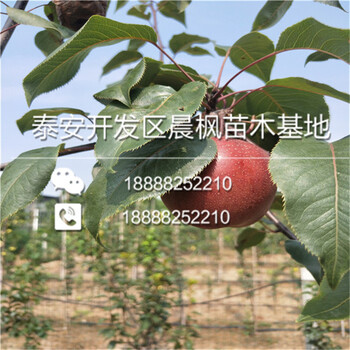 新2001蘋果苗價(jià)格.新2001蘋果苗批發(fā).新2001蘋果苗基地
