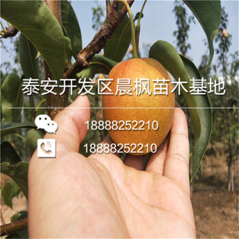 阿珍蘋果、阿珍蘋果樹苗