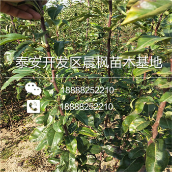 春高藍莓苗.春高藍莓苗新品種啊