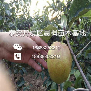 脫毒梨苗.脫毒梨苗新品種啊