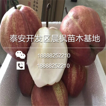 福布拉斯蘋(píng)果苗價(jià)格.福布拉斯蘋(píng)果苗批發(fā).福布拉斯蘋(píng)果苗基地