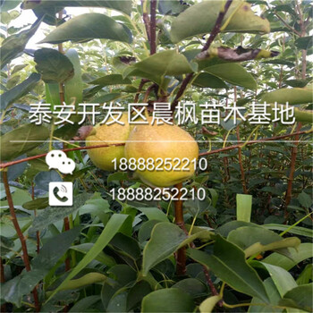 我想买刺梨苗价格刺梨苗什么价格