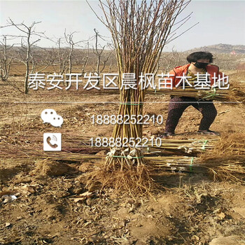 阿斯苹果苗价格.阿斯苹果苗批发.阿斯苹果苗基地