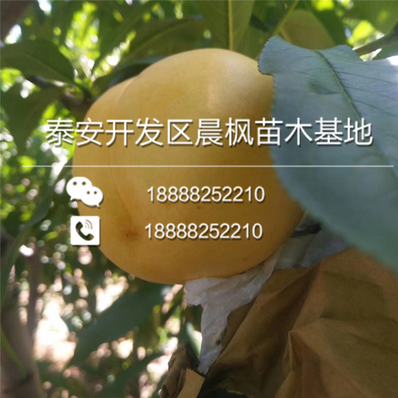 阿斯苹果苗价格.阿斯苹果苗批发.阿斯苹果苗基地