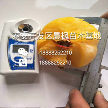 新品種蘋果苗價格.新品種蘋果苗批發(fā).新品種蘋果苗基地