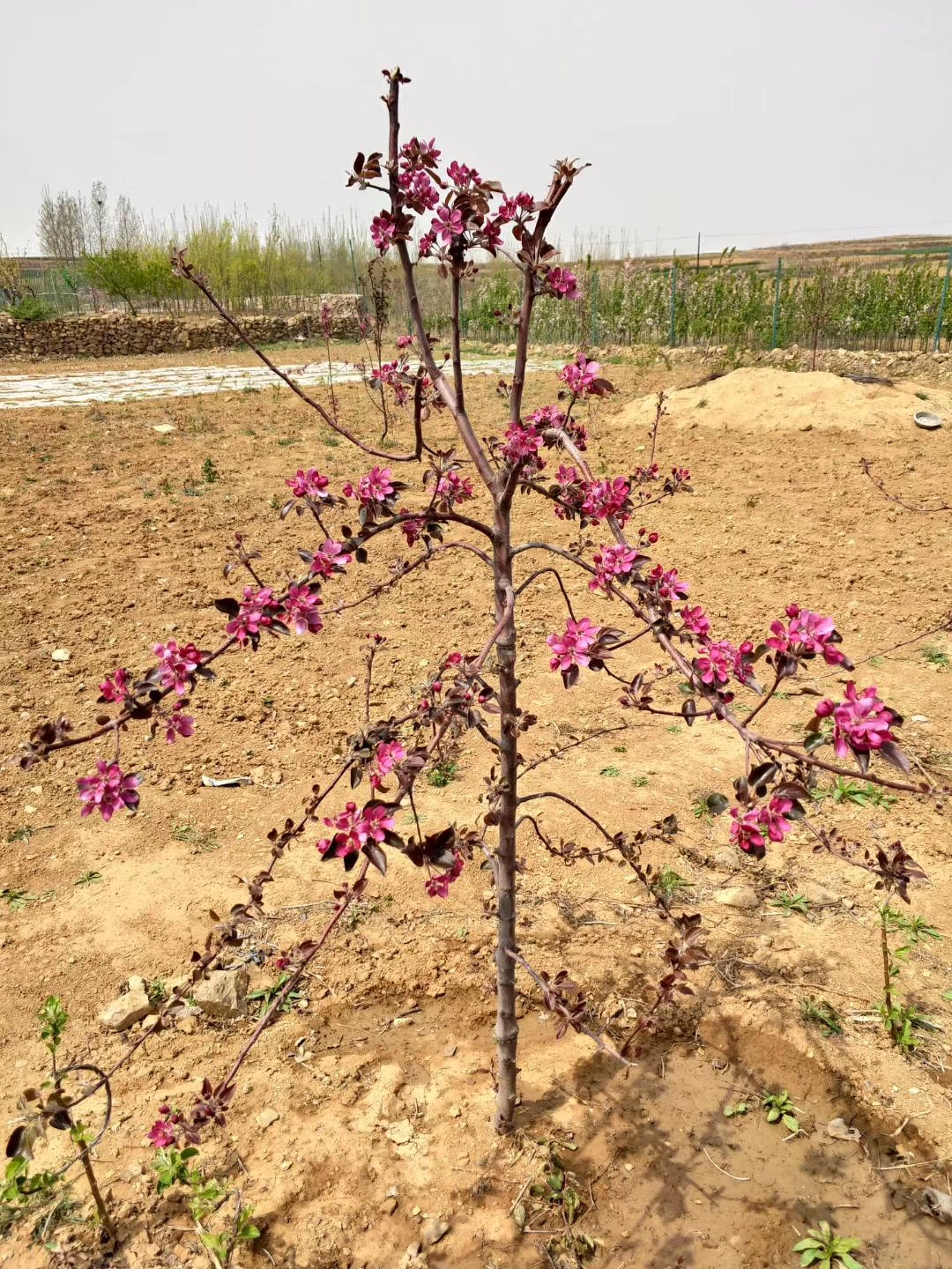 山东烟富8号苹果树苗、烟富8号苹果树苗批发基地