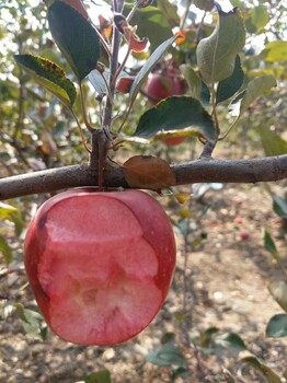 管理简单的美味苹果苗、哪里有管理简单的美味苹果苗