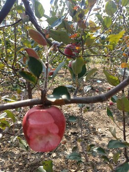 我想买阿珍苹果树苗、阿珍苹果树苗多少钱一棵