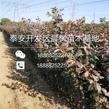 西梅來客李子苗種植基地、西梅來客李子樹苗哪里有
