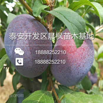 甜柿子苗.甜柿子苗新品種啊