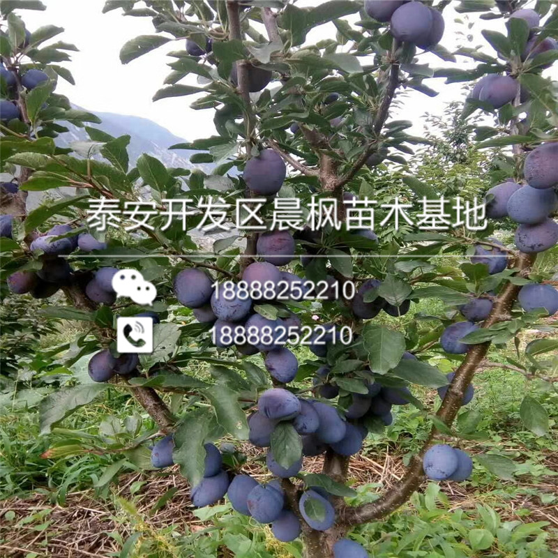 斯坦雷梅李子苗