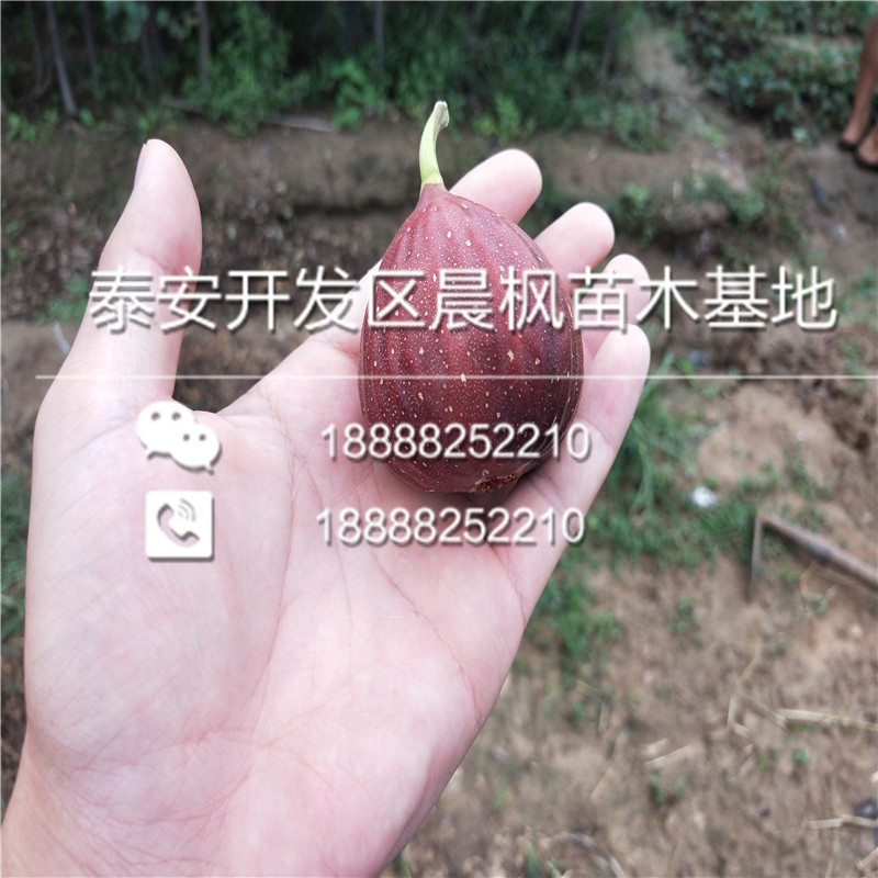 粉紅佳人蘋果苗批發(fā)基地在哪