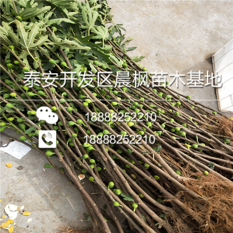 價格優(yōu)惠的新世界蘋果苗、新世界蘋果苗多少錢一棵