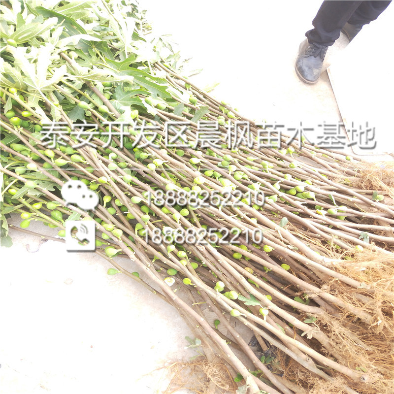 紅喜西梅樹苗病蟲害防治