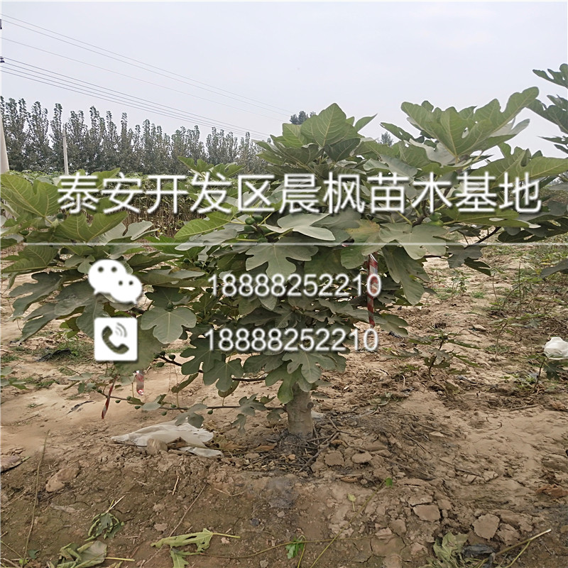 純度高的現(xiàn)在蘋果苗、現(xiàn)在蘋果苗價(jià)格多少