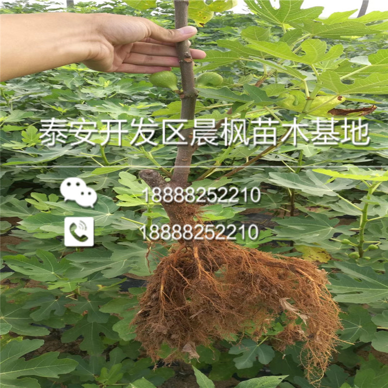 新品種我買蘋果樹苗、我買蘋果樹苗價(jià)格多少