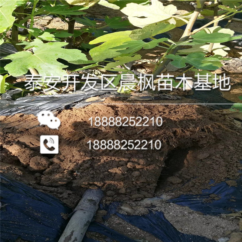 金果梨、金果梨樹苗