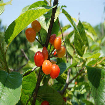 门头沟蓝宝石蓝莓苗批发基地