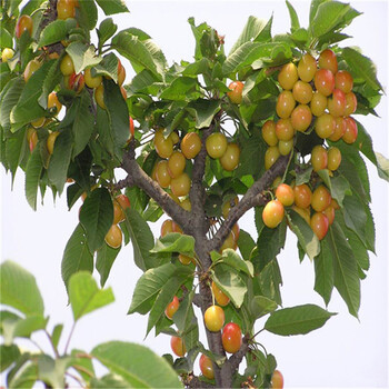 红丽苹果苗价格.红丽苹果苗批发.红丽苹果苗基地