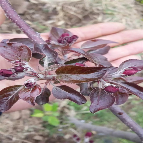 首红苹果苗出售基地