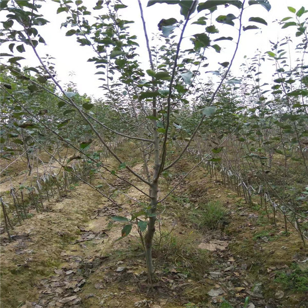 哪里有大沙河苹果苗，大沙河苹果苗批发，大沙河苹果苗基地