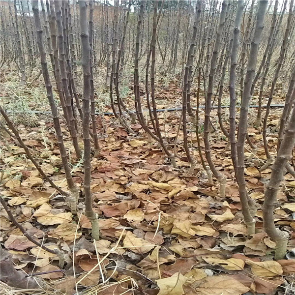 M26苹果苗价格.M26苹果苗批发.M26苹果苗基地