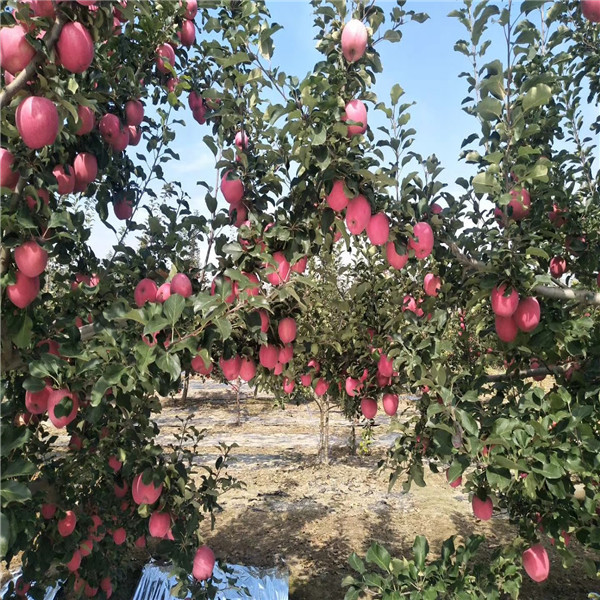 平谷斯巴坦蓝莓苗批发基地