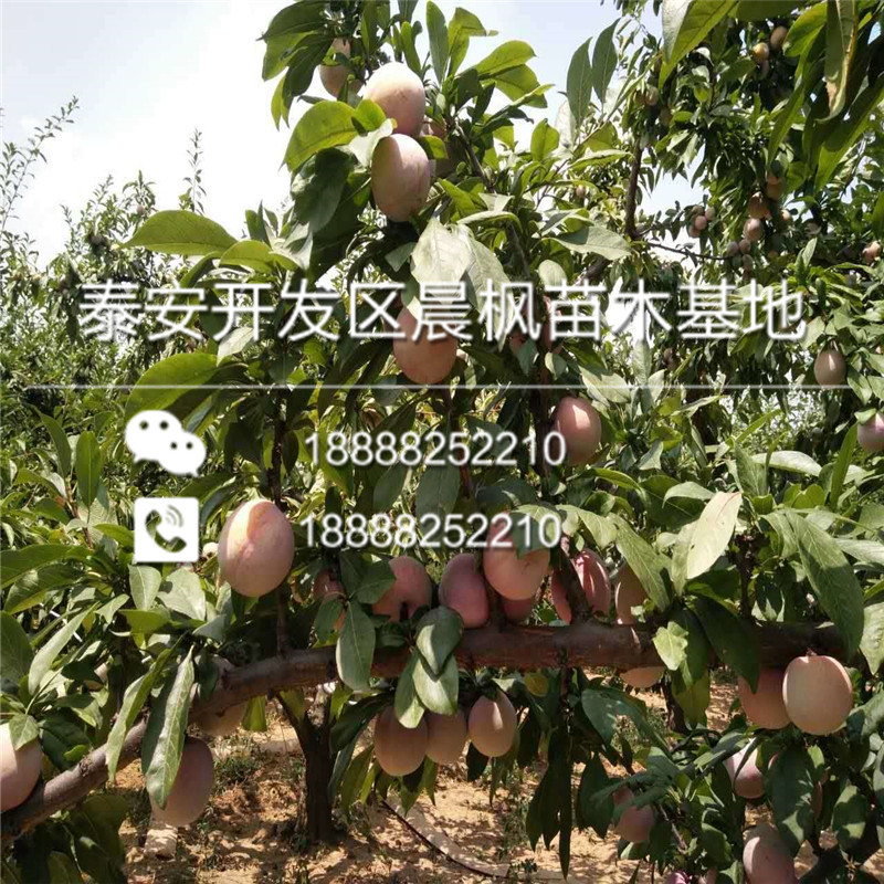 宁河王林苹果苗批发基地