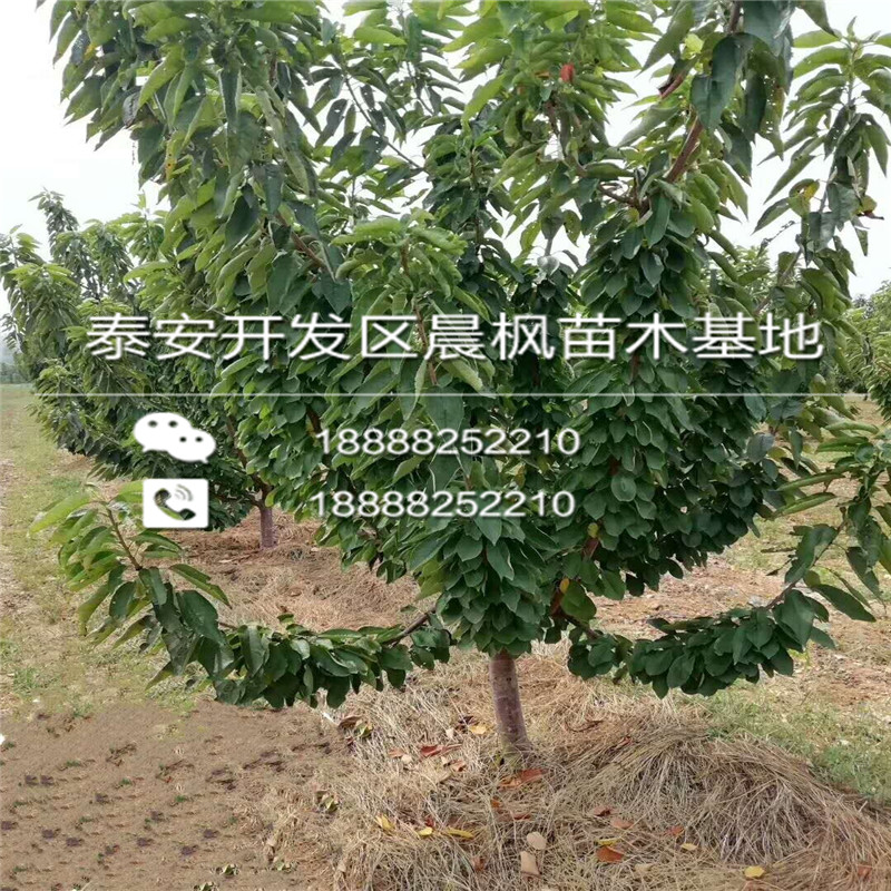 天津周边3公分柿子苗批发基地