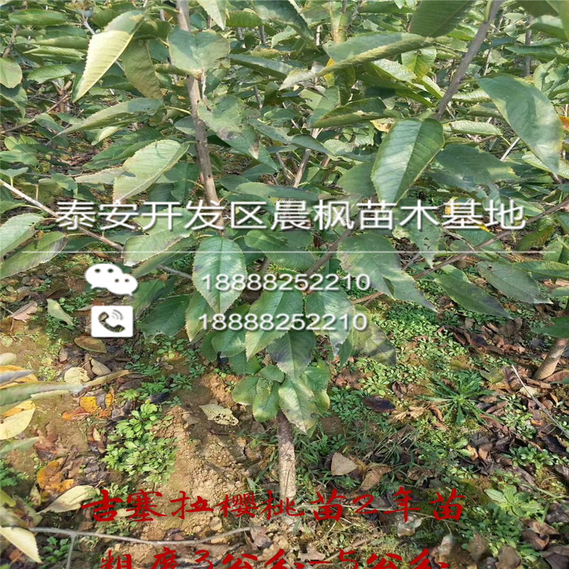 天津周边3公分柿子苗批发基地