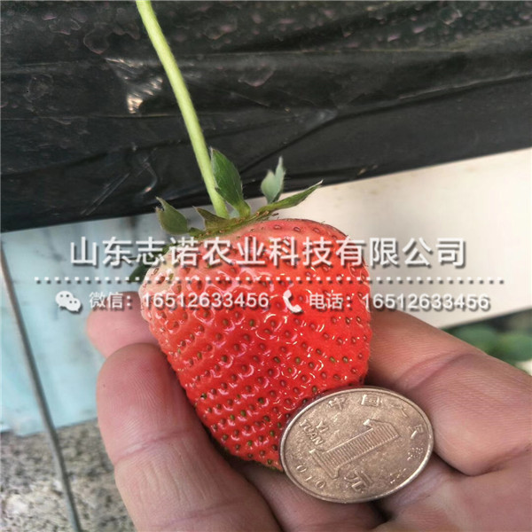 菏泽新世纪一号草莓生产苗装车