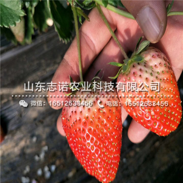 延庆达娜草莓脱毒苗供应基地