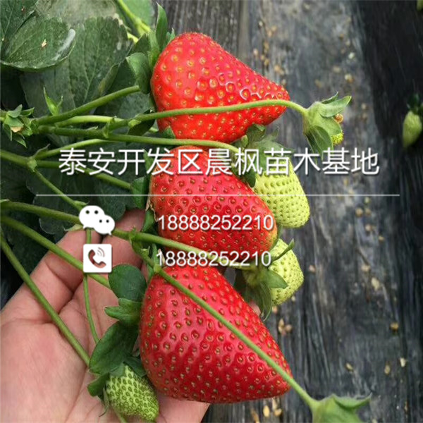 大棚草莓苗批发，新品种大棚草莓苗批发价格