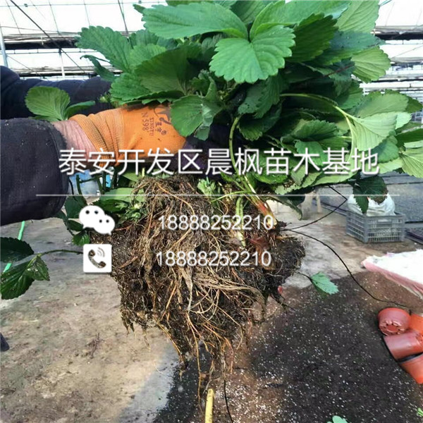 妙香7号草莓脱毒苗售价，山东妙香7号草莓脱毒苗出售基地