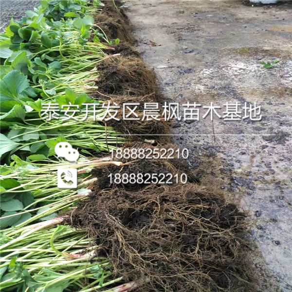 新品种桃熏草莓产量苗、新品种桃熏草莓产量苗