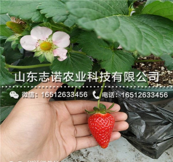 桃熏草莓3代苗售价，山东桃熏草莓3代苗出售基地