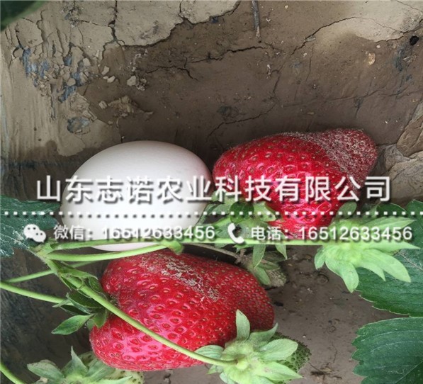 大田草莓产量苗出售，大田草莓产量苗批发基地