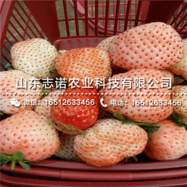 桃熏草莓3代苗售价，山东桃熏草莓3代苗出售基地