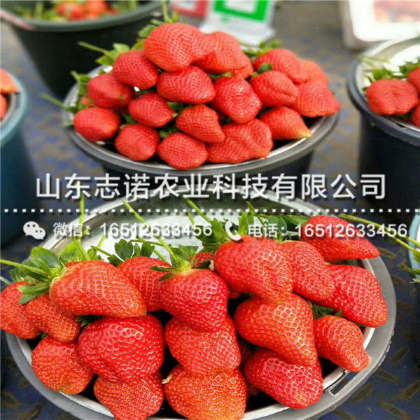 阿尔比草莓三代苗批发，新品种阿尔比草莓三代苗批发价格