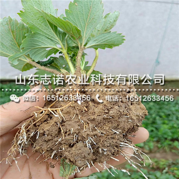 新品种吐德拉草莓脱毒苗、新品种吐德拉草莓脱毒苗