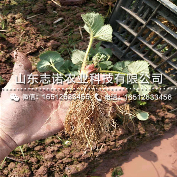 新品种桃熏草莓产量苗、新品种桃熏草莓产量苗