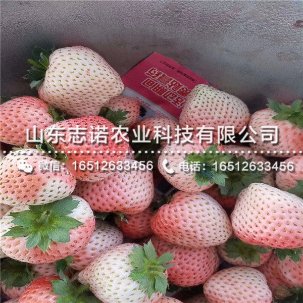 大棚草莓苗批发，新品种大棚草莓苗批发价格